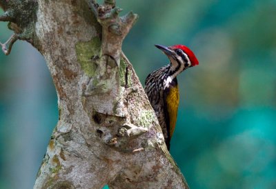 Common Flameback