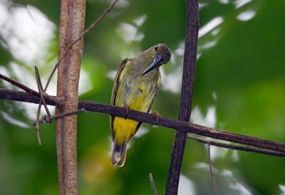 Thick Billed Spiderhunter