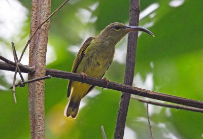 Thick Billed Spiderhunter