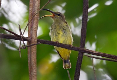 Thick Billed Spiderhunter