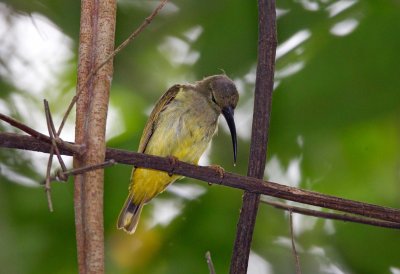 Thick Billed Spiderhunter