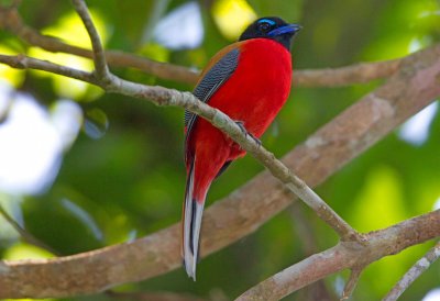 Scarlet Rumped Trogon