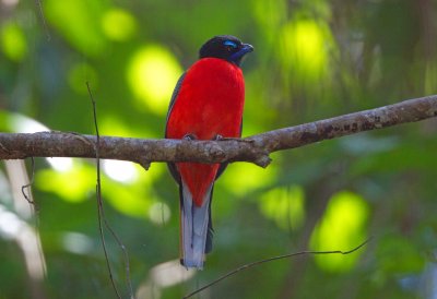 Scarlet Rumped Trogon