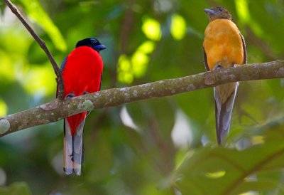 Scarlet Rumped Trogon