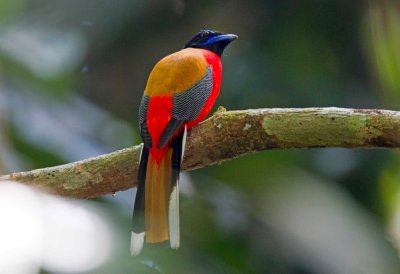 Scarlet Rumped Trogon