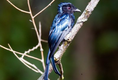 Lesser Racquet-tailed Drongo