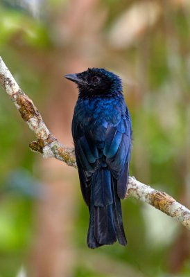 Lesser Racquet-tailed Drongo