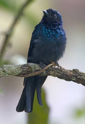 Lesser Racquet-tailed Drongo