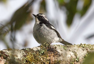 Little Pied Flycatcher