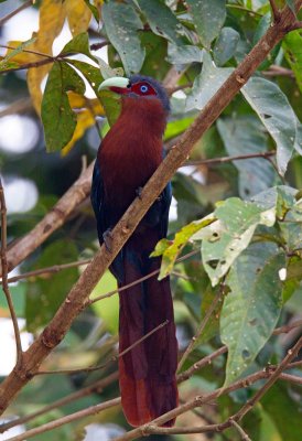 Chestnut Breasted Malkoha