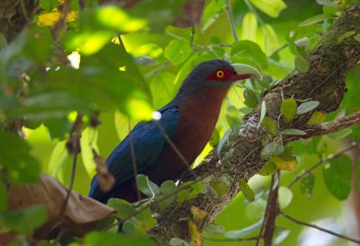 Chestnut Breasted Malkoha