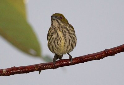 Yellow Vented Flowerpecker