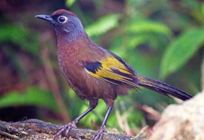 Chestnut Crowned Laughing Thrush