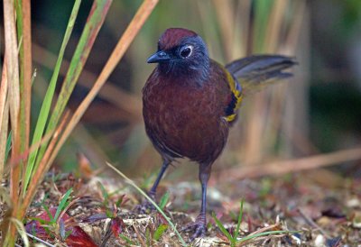 Chestnut Crowned Laughing Thrush