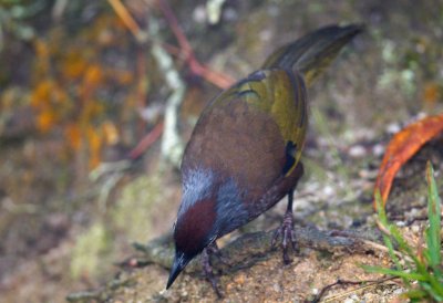 Chestnut Crowned Laughing Thrush