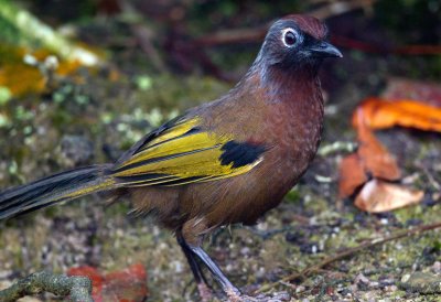 Chestnut Crowned Laughing Thrush