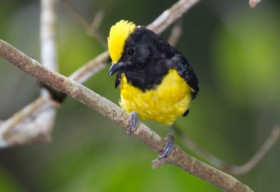 Tits and Flycatchers of Malaysia