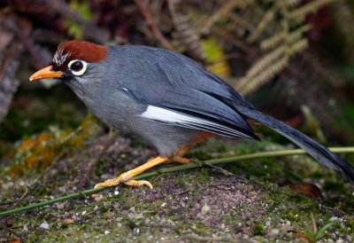 Spectacled Laughing Thrush