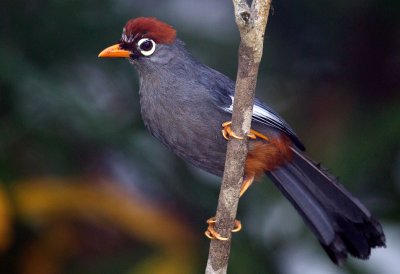 Spectacled Laughingthrush
