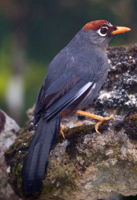 Spectacled Laughing Thrush