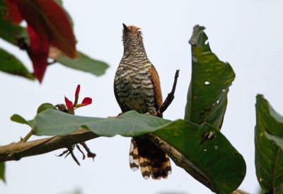 Violet Cuckoo (Juvenile Male)