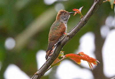 Violet Cuckoo (Juvenile Male)