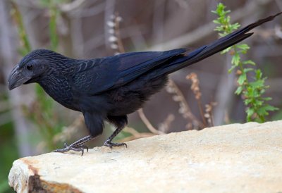 Groove Billed Ani