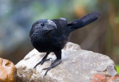 Groove Billed Ani