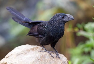 Groove Billed Ani