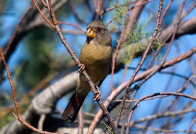 Pyrrhuloxia