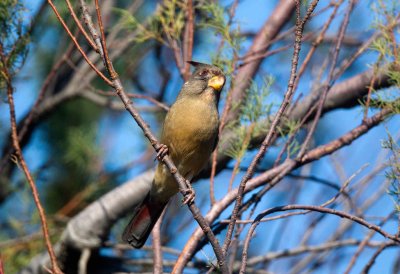 Pyrrhuloxia