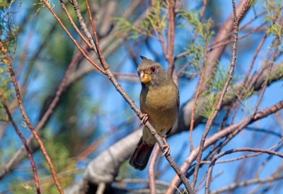 Pyrrhuloxia