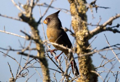 Pyrrhuloxia