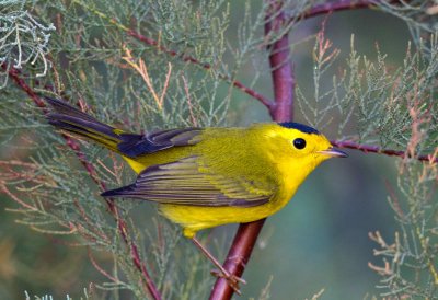 Wilsons Warbler