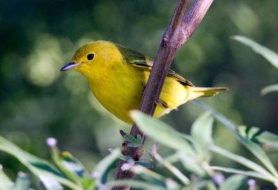 Yellow Warbler