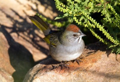 Green Tailed Towhee