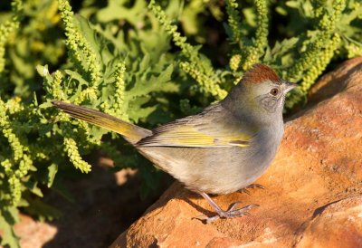 Green Tailed Towhee