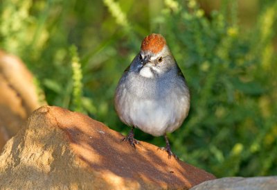 Green Tailed Towhee