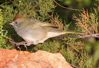 Green Tailed Towhee