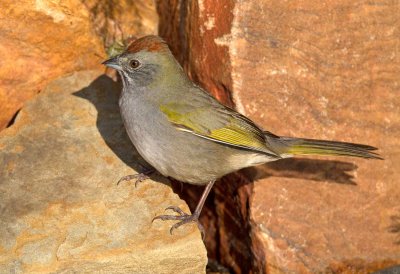 Green Tailed Towhee