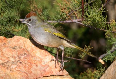 Green Tailed Towhee