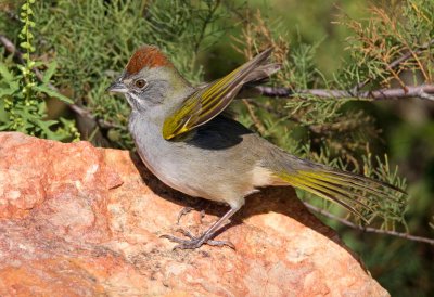 Green Tailed Towhee