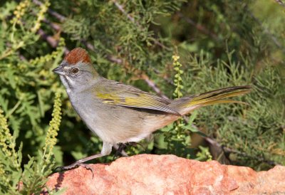 Green Tailed Towhee