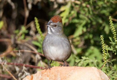 Green Tailed Towhee