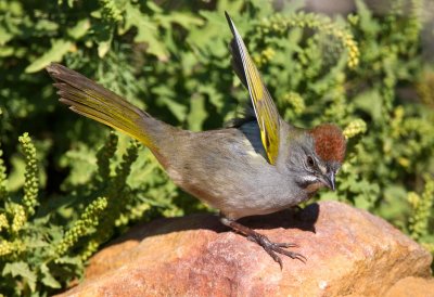 Green Tailed Towhee