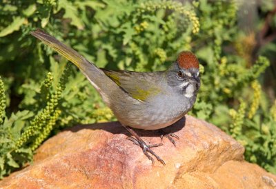 Green Tailed Towhee