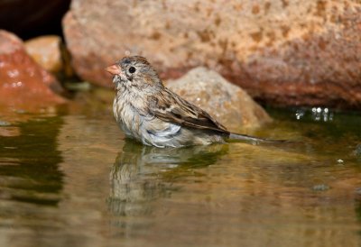 Field Sparrow