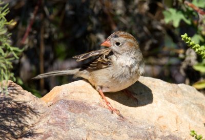 Field Sparrow