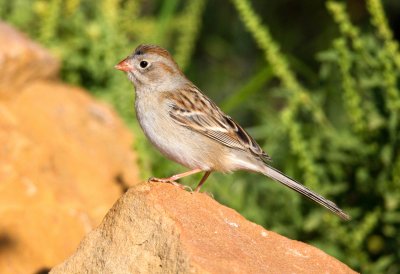 Field Sparrow