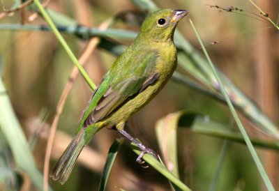 Painted Bunting (female)